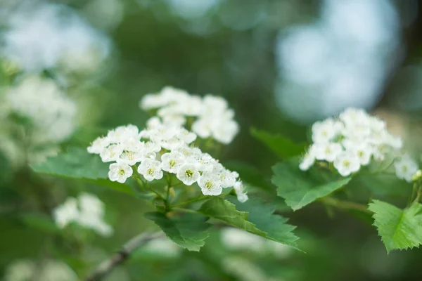 Квітучий Кущ Дрібними Білими Квітами — стокове фото