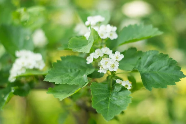 Arbusto Florescente Com Pequenas Flores Brancas — Fotografia de Stock