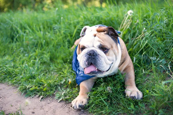 English bulldog walks on grass background