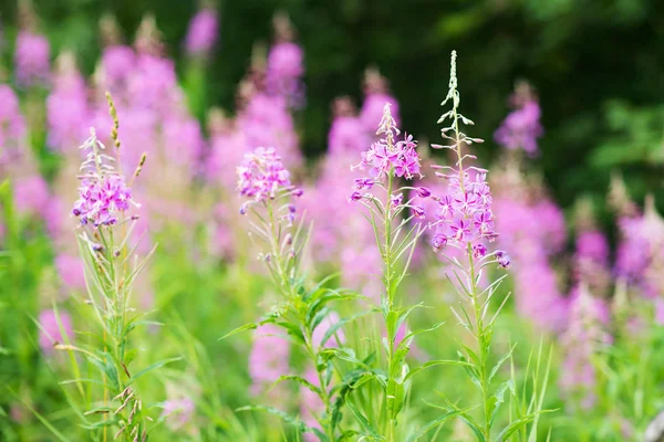 Rosebay Willowherb Огненные Водоросли Крупным Планом Фиолетовый Фиолетовый Цветочный Фон — стоковое фото