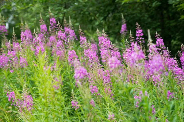 Rosebay Willowherb Fireweed Closeup Violet Purple Flower Background — Stock Photo, Image