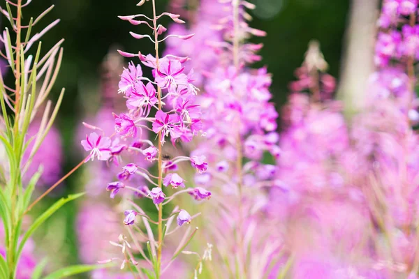 Rosebay Weidenröschen Oder Feuerkraut Nahaufnahme Violett Lila Blütenhintergrund — Stockfoto