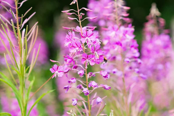 Rosebay Willowherb Fireweed Primer Plano Violeta Púrpura Flor Fondo —  Fotos de Stock