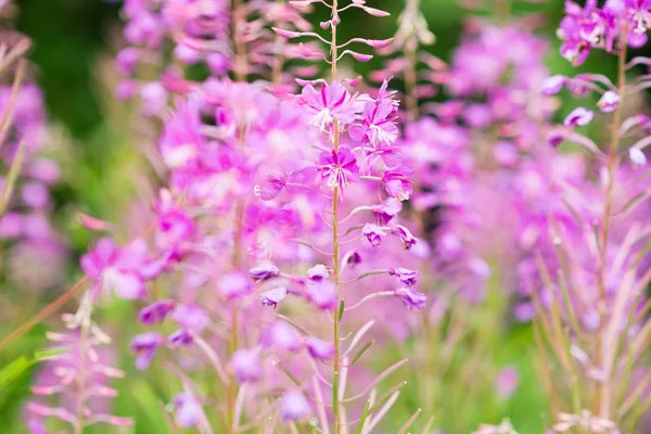Rosebay Weidenröschen Oder Feuerkraut Nahaufnahme Violett Lila Blütenhintergrund — Stockfoto