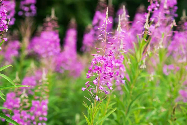 Rosebay Βότανο Πύρινο Χόρτο Κοντινό Βιολετί Μωβ Λουλούδι Φόντο — Φωτογραφία Αρχείου