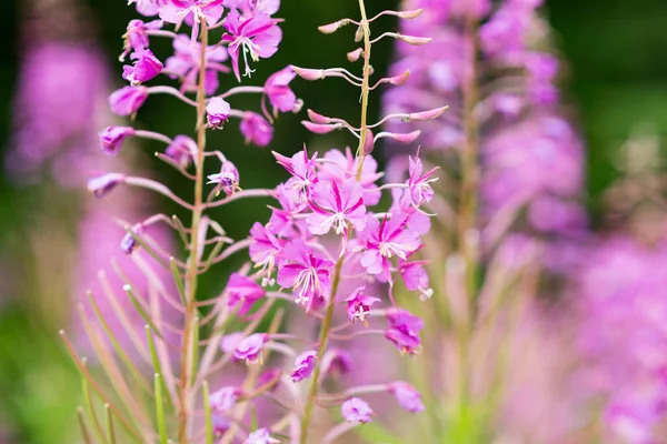 Rosebay Teunisbloem Wilgenroosje Close Violet Paarse Bloem Achtergrond — Stockfoto