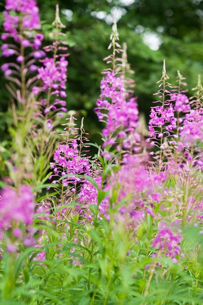 Rosebay Willowherb Огненные Водоросли Крупным Планом Фиолетовый Фиолетовый Цветочный Фон — стоковое фото