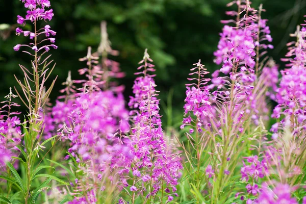 Rosebay Willowherb Asclépiade Gros Plan Violet Fond Fleur Pourpre — Photo