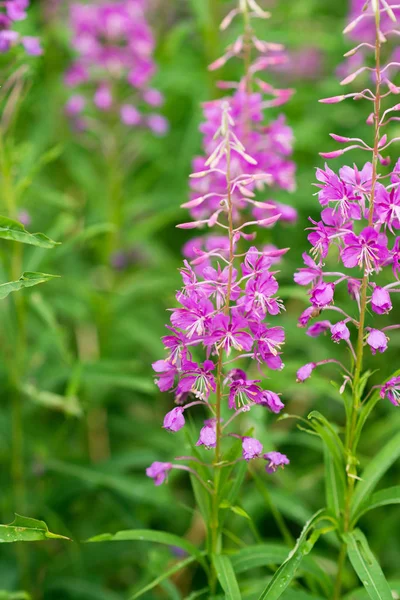 Rosebay Willowherb Огненные Водоросли Крупным Планом Фиолетовый Фиолетовый Цветочный Фон — стоковое фото