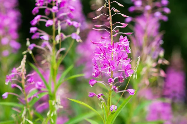 Rosebay Willowherb Огненные Водоросли Крупным Планом Фиолетовый Фиолетовый Цветочный Фон — стоковое фото