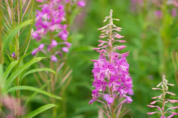 Rosebay Willowherb Огненные Водоросли Крупным Планом Фиолетовый Фиолетовый Цветочный Фон — стоковое фото