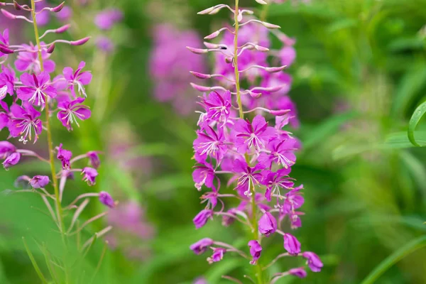 Rosebay Willowherb Огненные Водоросли Крупным Планом Фиолетовый Фиолетовый Цветочный Фон — стоковое фото