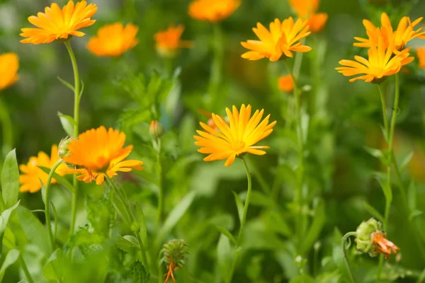 Calendula Flowers Meadow Botany Background — Stock Photo, Image