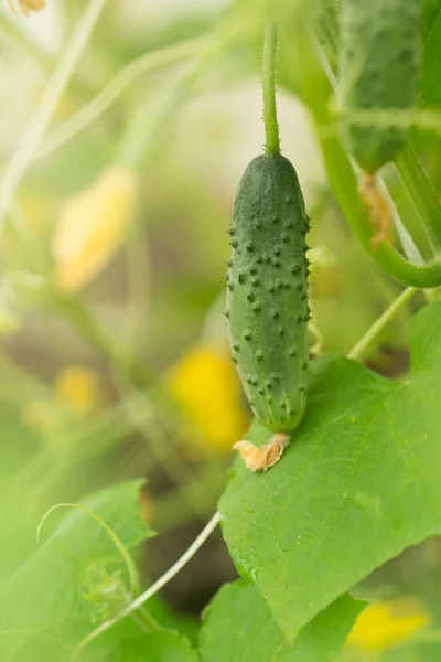 온실에서 오이를 — 스톡 사진