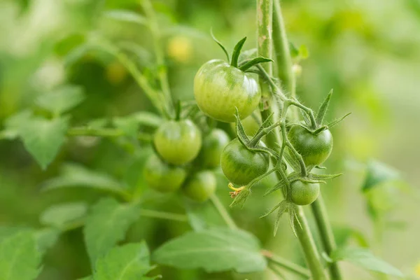 Grüne Tomaten Wachsen Gewächshaus Landwirtschaft Ernte — Stockfoto