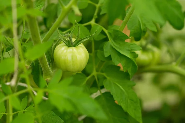 Groene Tomaten Groeien Kas Landbouw Oogst — Stockfoto