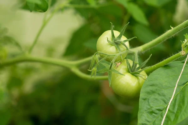 Pomodori Verdi Crescono Nella Serra Agricoltura Raccolto — Foto Stock