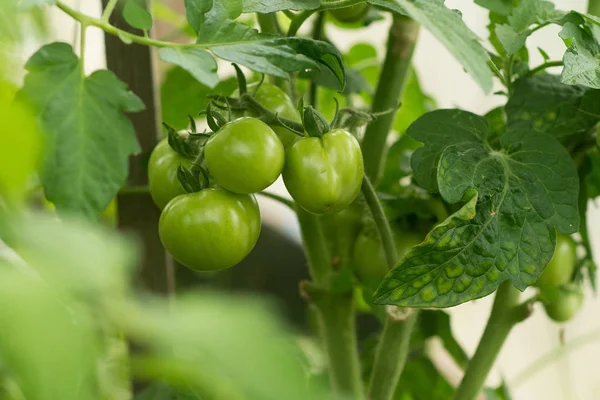 Pomodori Verdi Crescono Nella Serra Agricoltura Raccolto — Foto Stock