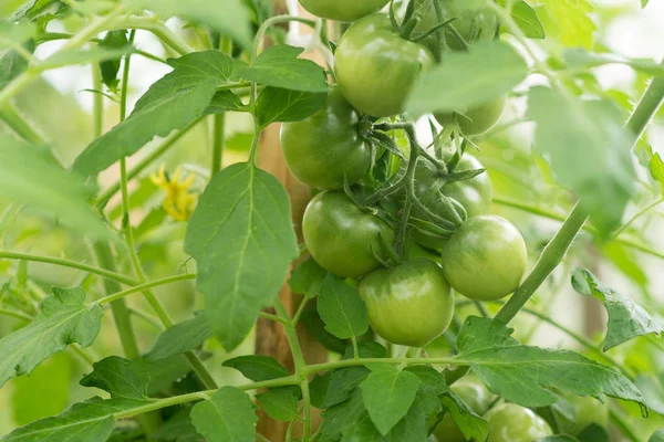 Grüne Tomaten Wachsen Gewächshaus Landwirtschaft Ernte — Stockfoto