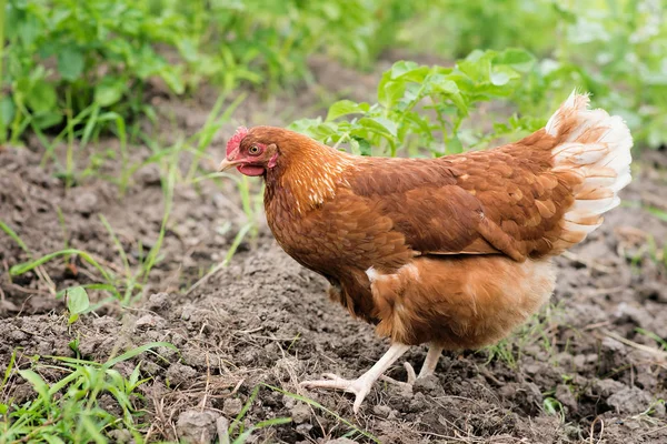 Aves Domésticas Gallina Parda Pastoreo Patio — Foto de Stock