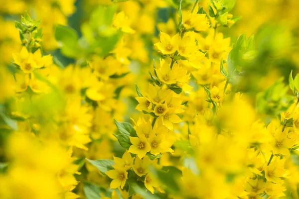 Lysimachia Yellow Flowers Background Blossom — Stock Photo, Image