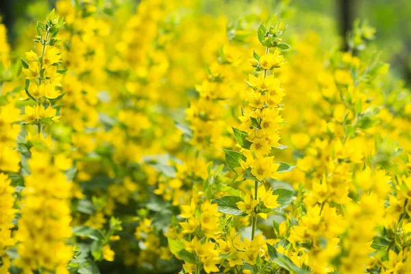 Lysimachia Yellow Flowers Background Blossom — Stock Photo, Image