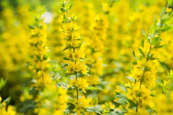 Lysimachia Yellow Flowers Background Blossom — Stock Photo, Image