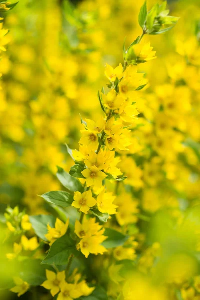 Lysimachie Fond Fleurs Jaunes Blossom — Photo