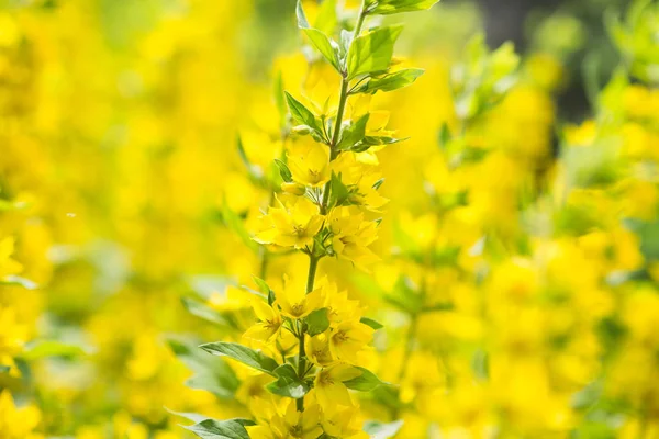 Lysimachia Yellow Flowers Background Blossom — Stock Photo, Image