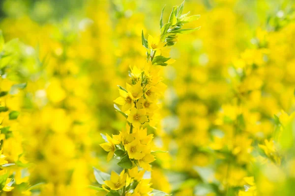 Lysimachia Yellow Flowers Background Blossom — Stock Photo, Image