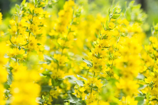 Lysimachia Yellow Flowers Background Blossom — Stock Photo, Image