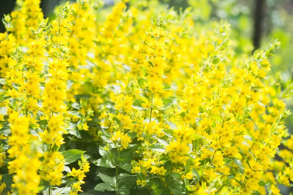 Lysimachia Yellow Flowers Background Blossom — Stock Photo, Image