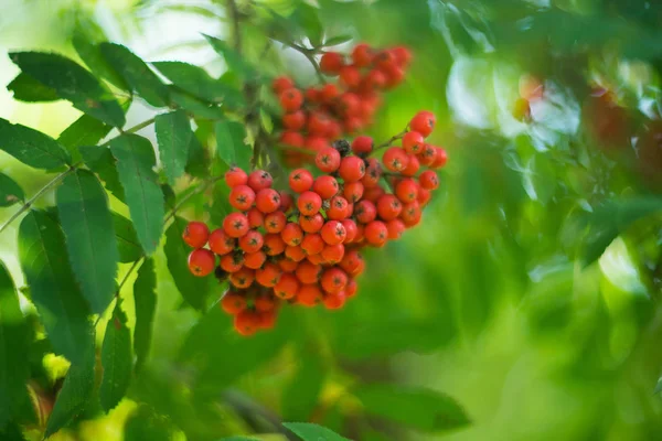 Rowan Rowan Berry Arka Plan Doğa Bokeh — Stok fotoğraf