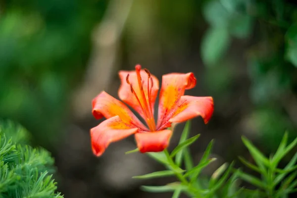 Fresh Orange Lilies Background Summer Flowers — Stock Photo, Image