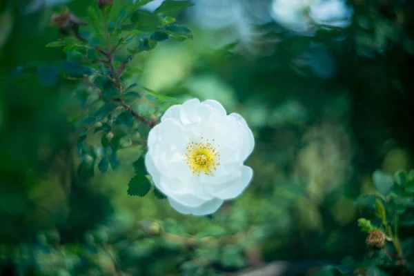 Biały Kwiat Dogrose Niewyraźne Tło Przyrodnicze — Zdjęcie stockowe