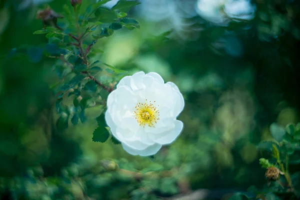 Witte Dogrose Bloesem Vage Natuur Achtergrond — Stockfoto