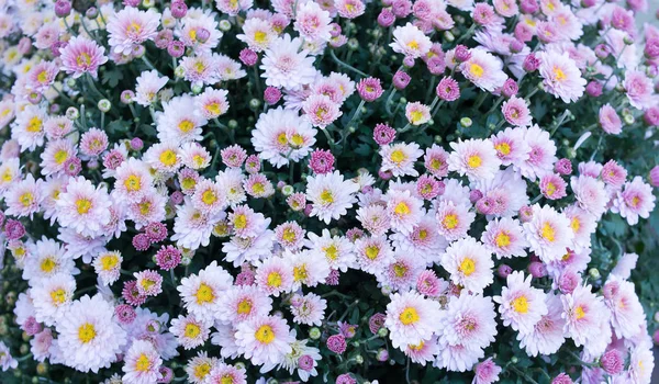 Violet, pink field flowers background, chamomile, daisy, marguerite