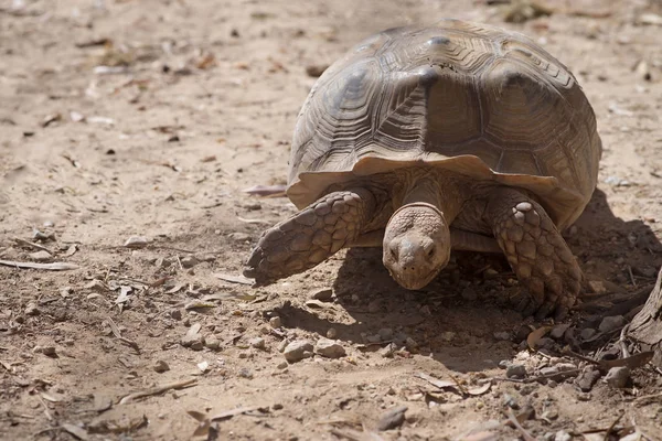 Tierra Tortuga Grande Sobre Fondo Naturaleza — Foto de Stock