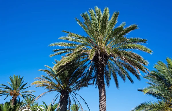Palmiers Nature Tropicale Journée Ensoleillée — Photo