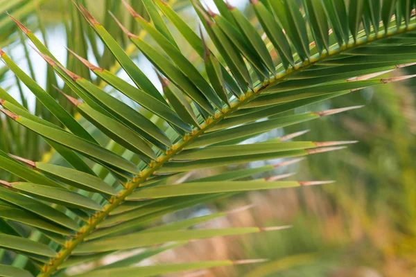 Palmbladeren Dicht Tropisch Karakter — Stockfoto