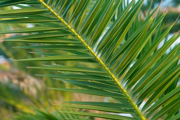 Palmové Listy Zblízka Tropická Povaha — Stock fotografie