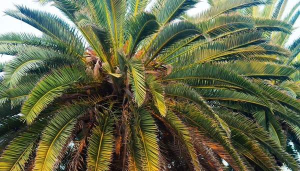 Les Feuilles Palmier Rapprochent Nature Tropicale — Photo