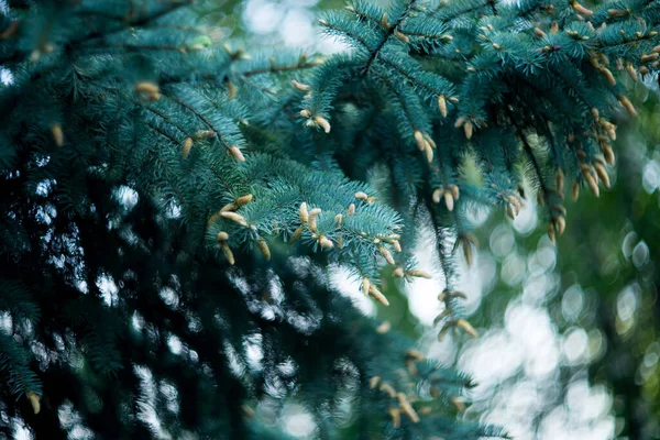 Firavun Ağacı Bokeh Arkaplan Yeşil Doğa — Stok fotoğraf