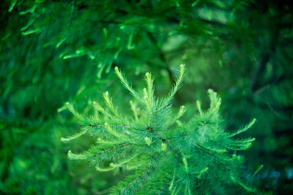 Sapin Fond Bokeh Nature Verte — Photo