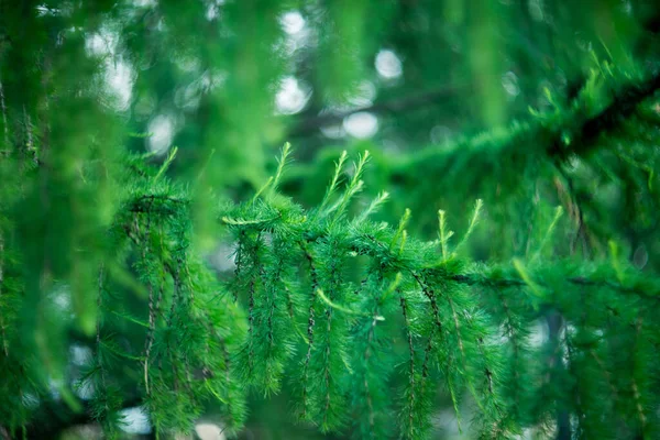 Árbol Abeto Fondo Bokeh Naturaleza Verde — Foto de Stock