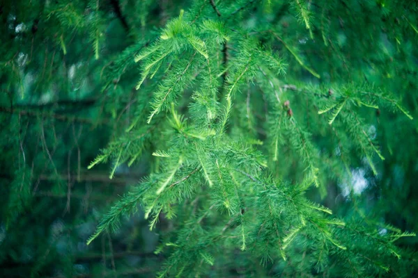 Fir Drzewo Bokeh Tło Zielona Natura — Zdjęcie stockowe