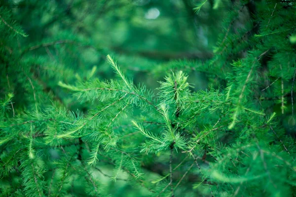 Fir Drzewo Bokeh Tło Zielona Natura — Zdjęcie stockowe