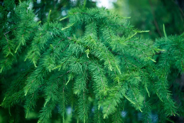 Fir Drzewo Bokeh Tło Zielona Natura — Zdjęcie stockowe
