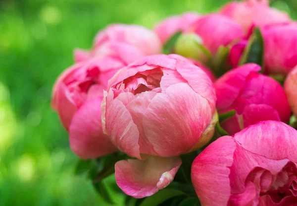 Peonías Rojas Rosadas Sobre Fondo Verde Naturaleza — Foto de Stock