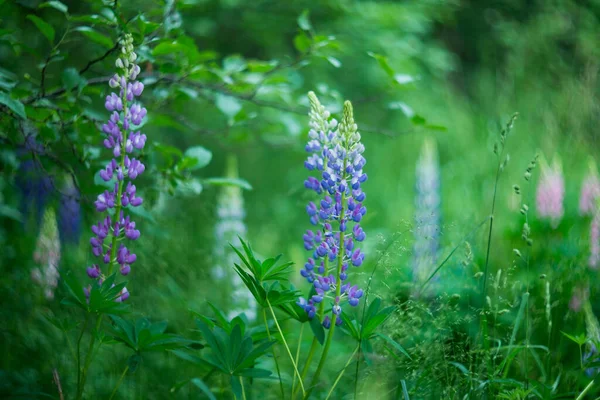 Fleurs Lupins Fond Vert Nature — Photo